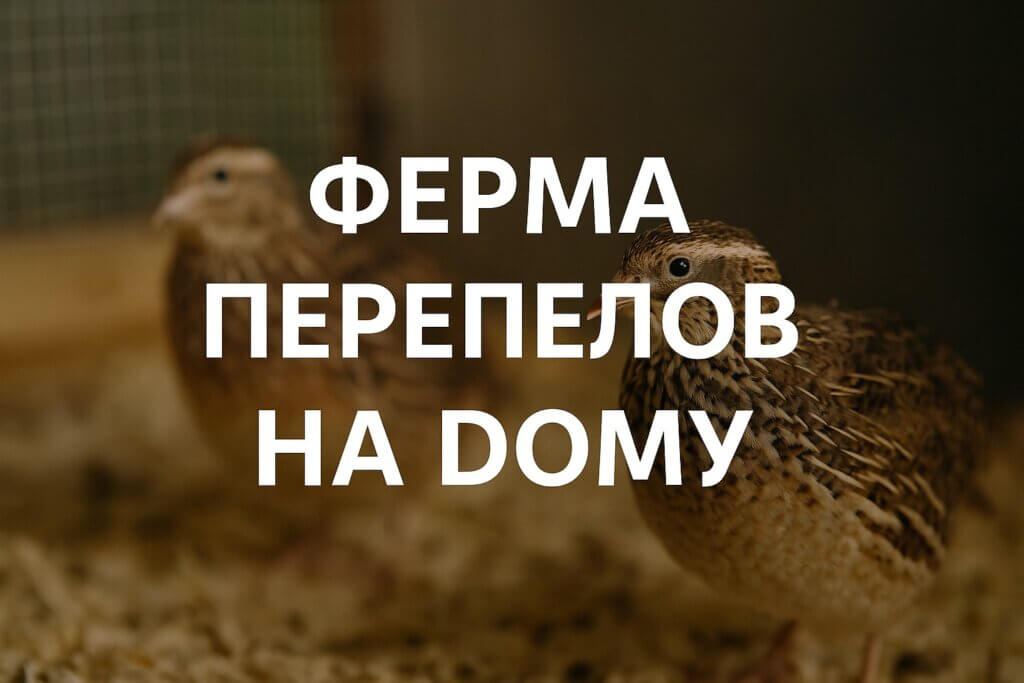 ферма перепелов