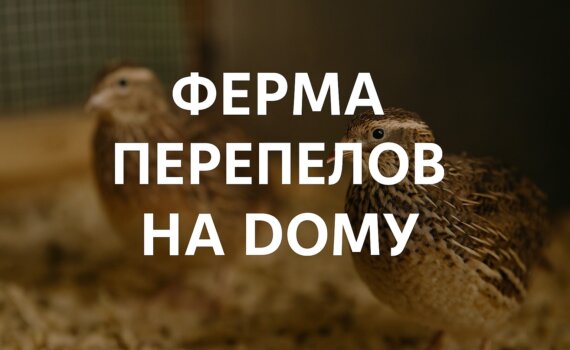 ферма перепелов